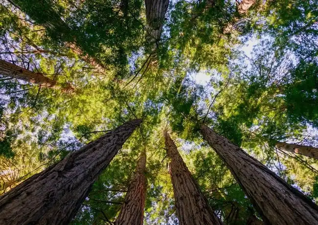 Muir Woods e Sausalito: Tour per piccoli gruppi, Mill Valley, Stati Uniti, San Francisco Tickets. Muir Woods e Sausalito: Tour per piccoli gruppi, Mill Valley, Stati Uniti, San Francisco Tickets.