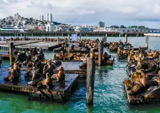 Carta della città di San Francisco, San Francisco, Stati Uniti, San Francisco Tickets. Carta della città di San Francisco, San Francisco, Stati Uniti, San Francisco Tickets.