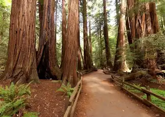 Tour della città di San Francisco + Muir Woods, Mill Valley, Stati Uniti, San Francisco Tickets. Tour della città di San Francisco + Muir Woods, Mill Valley, Stati Uniti, San Francisco Tickets.