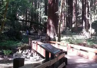 Da San Francisco: Tour di mezza giornata di Muir Woods, San Francisco, Stati Uniti, San Francisco Tickets. Da San Francisco: Tour di mezza giornata di Muir Woods, San Francisco, Stati Uniti, San Francisco Tickets.