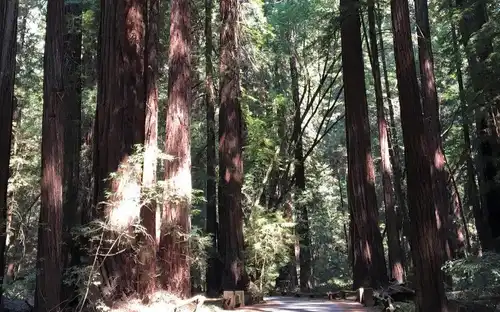 Da San Francisco: Tour di mezza giornata di Muir Woods, San Francisco, Stati Uniti, San Francisco Tickets. Da San Francisco: Tour di mezza giornata di Muir Woods, San Francisco, Stati Uniti, San Francisco Tickets.