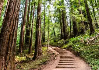 Da San Francisco: Tour mattutino di Muir Woods e Sausalito, San Francisco, Stati Uniti, San Francisco Tickets. Da San Francisco: Tour mattutino di Muir Woods e Sausalito, San Francisco, Stati Uniti, San Francisco Tickets.