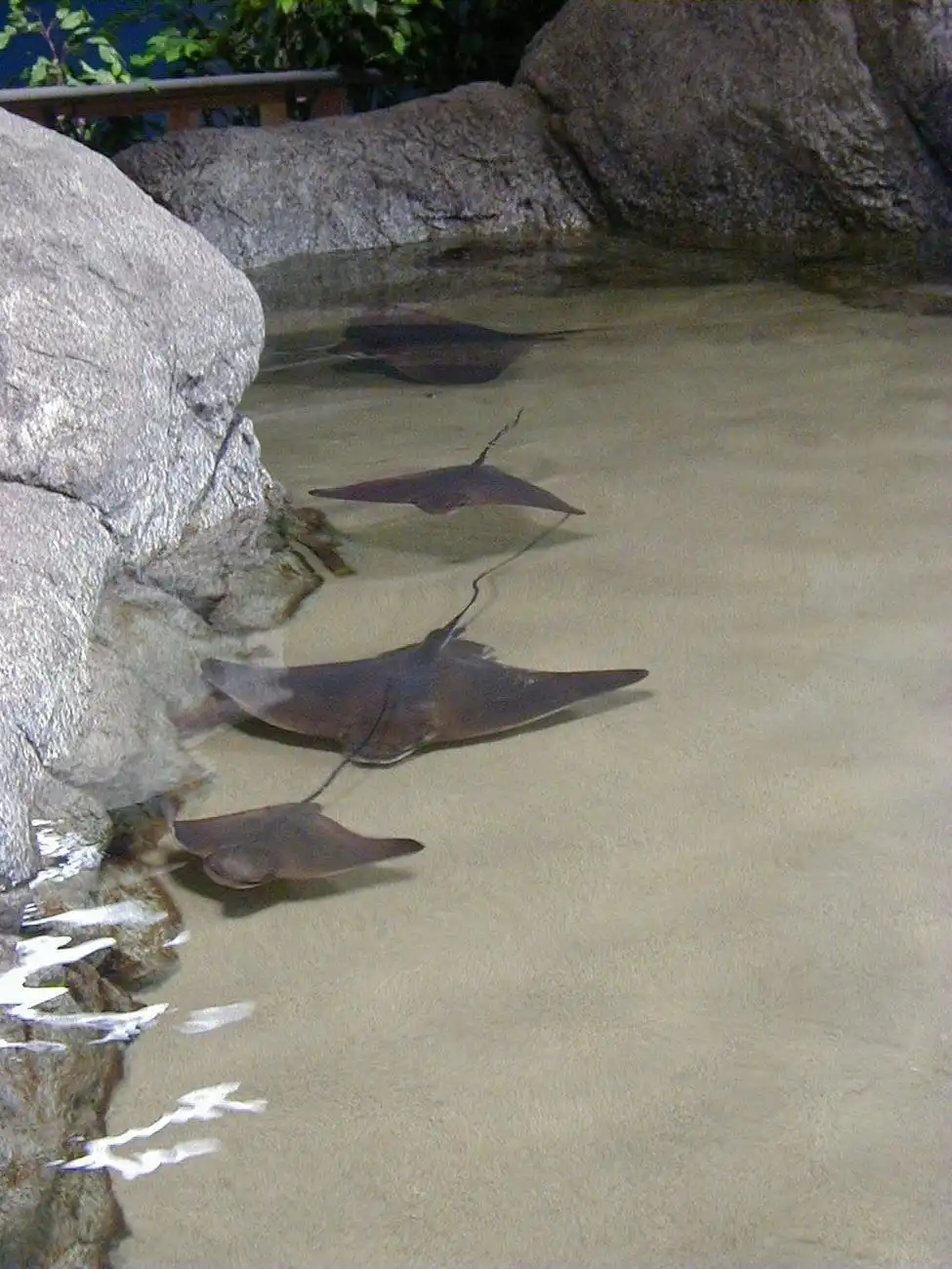 Aquarium of the Bay: Biglietto d'ingresso, San Francisco, Stati Uniti, San Francisco Tickets. Aquarium of the Bay: Biglietto d'ingresso, San Francisco, Stati Uniti, San Francisco Tickets.