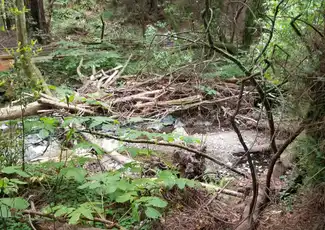 Muir Woods e Sausalito: Tour di mezza giornata da San Francisco, San Francisco, Stati Uniti, San Francisco Tickets. Muir Woods e Sausalito: Tour di mezza giornata da San Francisco, San Francisco, Stati Uniti, San Francisco Tickets.