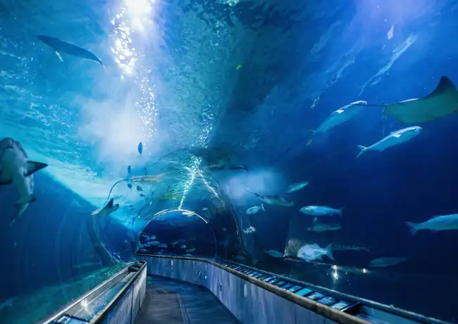 Acquario della Baia + Crociera nella Baia della Roccia, San Francisco, Stati Uniti, San Francisco Tickets. Acquario della Baia + Crociera nella Baia della Roccia, San Francisco, Stati Uniti, San Francisco Tickets.