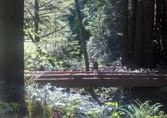 Da San Francisco: Tour di mezza giornata di Muir Woods, San Francisco, Stati Uniti, San Francisco Tickets. Da San Francisco: Tour di mezza giornata di Muir Woods, San Francisco, Stati Uniti, San Francisco Tickets.