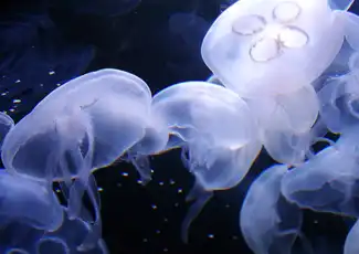 Acquario della Baia + Crociera nella Baia di San Francisco, San Francisco, Stati Uniti, San Francisco Tickets. Acquario della Baia + Crociera nella Baia di San Francisco, San Francisco, Stati Uniti, San Francisco Tickets.