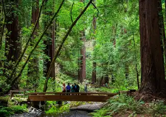 Da San Francisco: Gita di un giorno a Redwoods & Wine Country, San Francisco, Stati Uniti, San Francisco Tickets. Da San Francisco: Gita di un giorno a Redwoods & Wine Country, San Francisco, Stati Uniti, San Francisco Tickets.