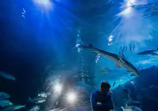 Aquarium of the Bay: Biglietto d'ingresso, San Francisco, Stati Uniti, San Francisco Tickets. Aquarium of the Bay: Biglietto d'ingresso, San Francisco, Stati Uniti, San Francisco Tickets.
