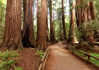 Da San Francisco: Tour di mezza giornata di Muir Woods, San Francisco, Stati Uniti, San Francisco Tickets. Da San Francisco: Tour di mezza giornata di Muir Woods, San Francisco, Stati Uniti, San Francisco Tickets.