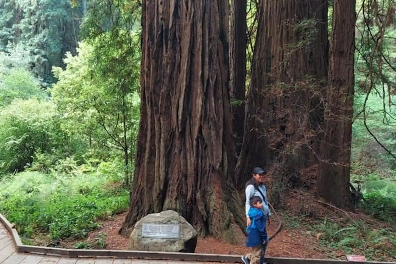 Muir Woods e Sausalito: Tour per piccoli gruppi, Mill Valley, Stati Uniti, San Francisco Tickets. Muir Woods e Sausalito: Tour per piccoli gruppi, Mill Valley, Stati Uniti, San Francisco Tickets.