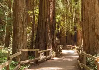 Muir Woods e Sausalito: Tour per piccoli gruppi, Mill Valley, Stati Uniti, San Francisco Tickets. Muir Woods e Sausalito: Tour per piccoli gruppi, Mill Valley, Stati Uniti, San Francisco Tickets.