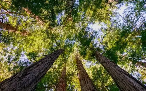 Muir Woods e Sausalito: Tour per piccoli gruppi, Mill Valley, Stati Uniti, San Francisco Tickets.