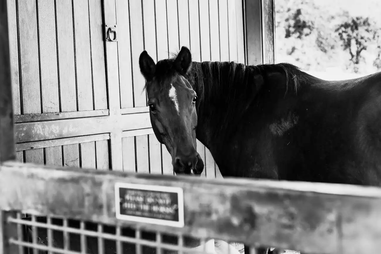 Da San Francisco: Gita di un giorno alla Riserva della Napa Valley con degustazione di vini, San Francisco, Stati Uniti, San Francisco Tickets. Da San Francisco: Gita di un giorno alla Riserva della Napa Valley con degustazione di vini, San Francisco, Stati Uniti, San Francisco Tickets.