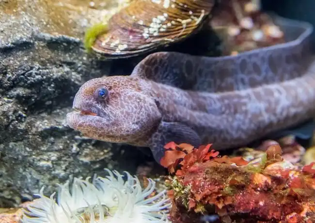 San Francisco: Esperienza VIP all'Aquarium of the Bay, San Francisco, Stati Uniti, San Francisco Tickets. San Francisco: Esperienza VIP all'Aquarium of the Bay, San Francisco, Stati Uniti, San Francisco Tickets.