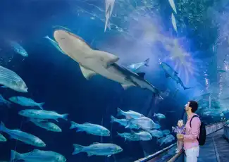 Acquario della Baia + Crociera nella Baia di San Francisco, San Francisco, Stati Uniti, San Francisco Tickets. Acquario della Baia + Crociera nella Baia di San Francisco, San Francisco, Stati Uniti, San Francisco Tickets.