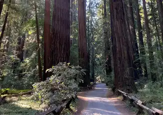 Wine Country e Armstrong Woods: Tour guidato da San Francisco + degustazione, Napa, Stati Uniti, San Francisco Tickets. Wine Country e Armstrong Woods: Tour guidato da San Francisco + degustazione, Napa, Stati Uniti, San Francisco Tickets.