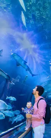 San Francisco Pass - Visita l’Aquarium of the Bay e scopri la vita marina di San Francisco. Le migliori cose da fare a San Francisco con San Francisco Tickets.