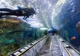 San Francisco: Esperienza VIP all'Aquarium of the Bay, San Francisco, Stati Uniti, San Francisco Tickets. San Francisco: Esperienza VIP all'Aquarium of the Bay, San Francisco, Stati Uniti, San Francisco Tickets.