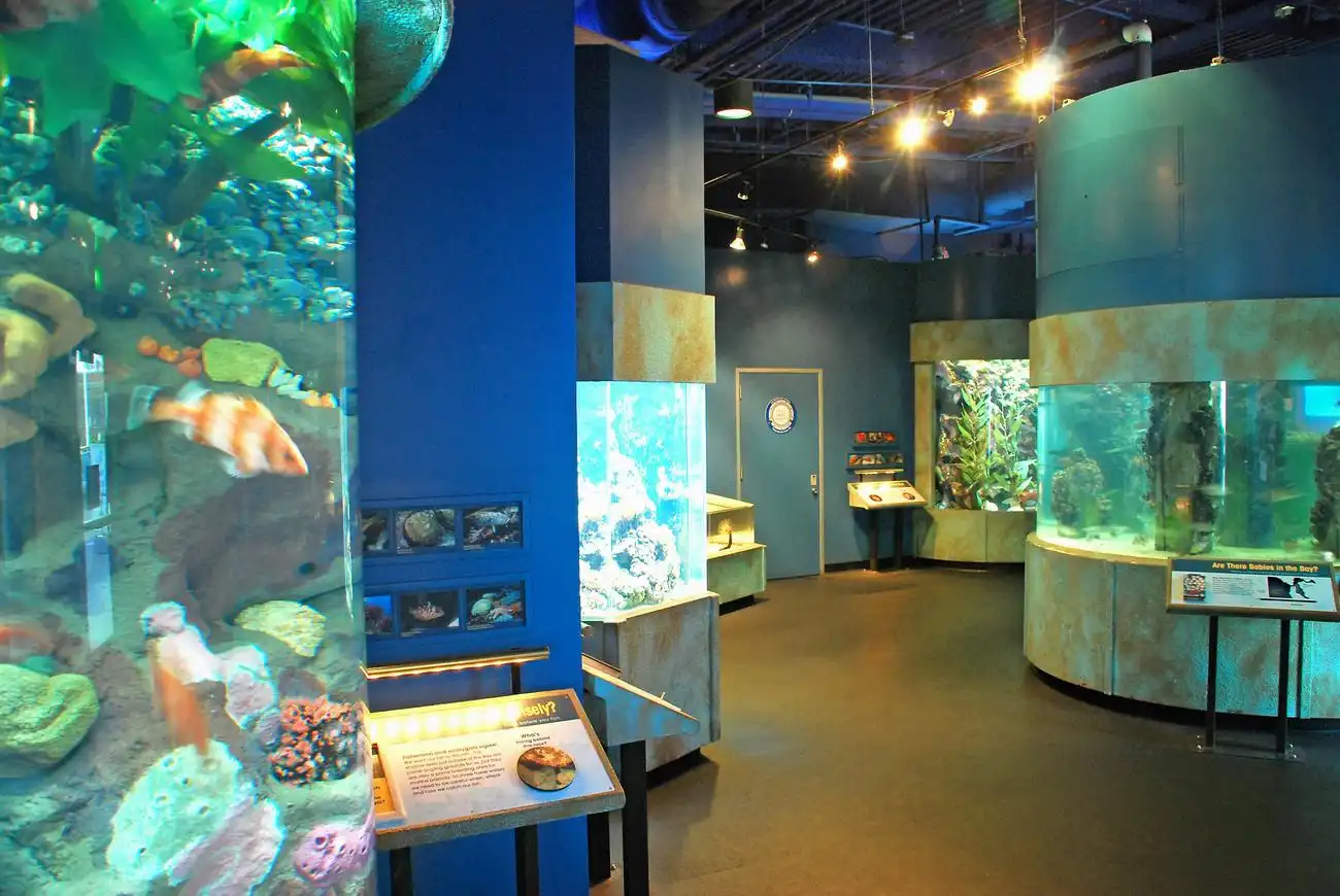 Aquarium of the Bay: Biglietto d'ingresso, San Francisco, Stati Uniti, San Francisco Tickets. Aquarium of the Bay: Biglietto d'ingresso, San Francisco, Stati Uniti, San Francisco Tickets.