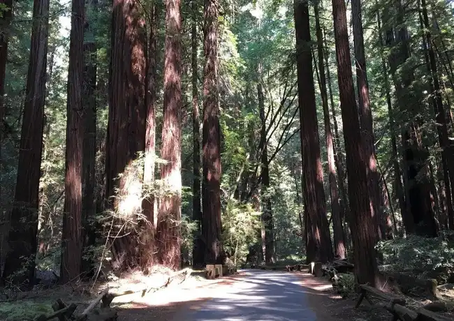 Tour della città di San Francisco + Muir Woods, Mill Valley, Stati Uniti, San Francisco Tickets. Tour della città di San Francisco + Muir Woods, Mill Valley, Stati Uniti, San Francisco Tickets.