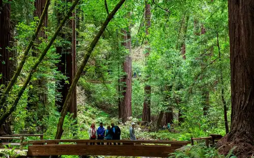 Da San Francisco: Tour mattutino di Muir Woods e Sausalito, San Francisco, Stati Uniti, San Francisco Tickets.