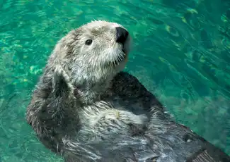 Steinbeck's Cannery Row Monterey: Audio tour autoguidato, San Francisco, Stati Uniti, San Francisco Tickets.