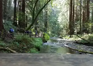 Da San Francisco: Tour di mezza giornata di Muir Woods, tour di Sausalito e crociera nella baia, San Francisco, Stati Uniti, San Francisco Tickets. Da San Francisco: Tour di mezza giornata di Muir Woods, tour di Sausalito e crociera nella baia, San Francisco, Stati Uniti, San Francisco Tickets.