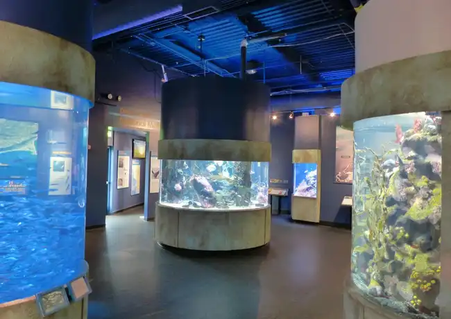 Acquario della Baia + Crociera nella Baia di San Francisco, San Francisco, Stati Uniti, San Francisco Tickets. Acquario della Baia + Crociera nella Baia di San Francisco, San Francisco, Stati Uniti, San Francisco Tickets.