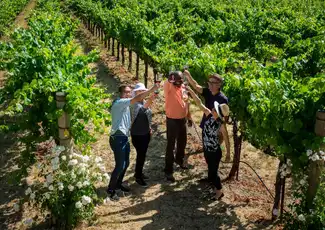 Da San Francisco: Gita di un giorno alla Riserva della Napa Valley con degustazione di vini, San Francisco, Stati Uniti, San Francisco Tickets. Da San Francisco: Gita di un giorno alla Riserva della Napa Valley con degustazione di vini, San Francisco, Stati Uniti, San Francisco Tickets.