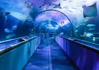 San Francisco Pass: 35+ attrazioni con l'autobus Hop-on Hop-Off, San Francisco, Stati Uniti, San Francisco Tickets. San Francisco Pass: 35+ attrazioni con l'autobus Hop-on Hop-Off, San Francisco, Stati Uniti, San Francisco Tickets.